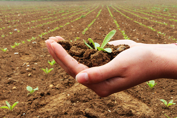 Champ du site expérimental en agroforesterie