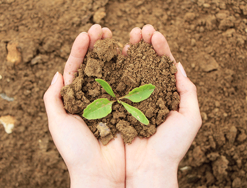 Plante du site expérimental d'agroforesterie Nord Pas-De-Calais - Ramecourt Plante du site expérimental d'agroforesterie Nord Pas-De-Calais - Ramecourt