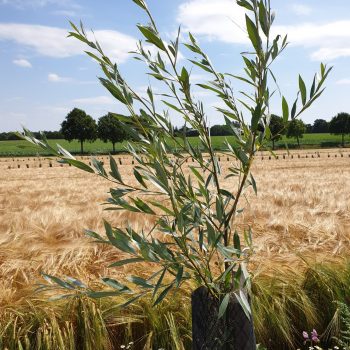 Biodiversité de la bande enherbée