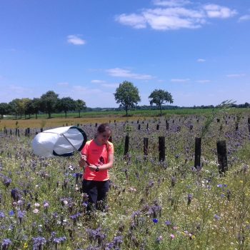 Fauchage des insectes volants