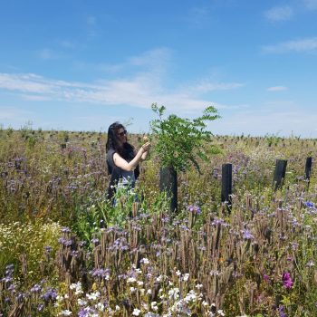 Biodiversité végétale dans les témoins forestiers