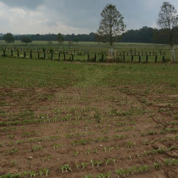 Erosion sur culture d'endive