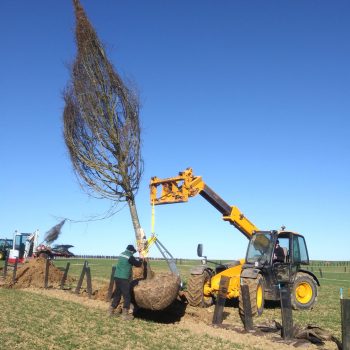 Plantation de tilleuls âgés de 25 ans (Avril 2019)