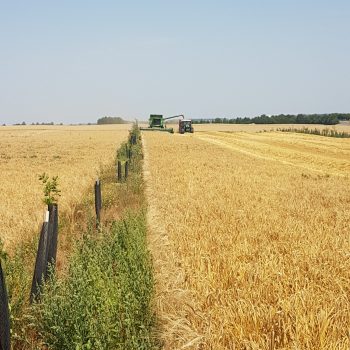 Récolte de l'orge le long de la bande enherbée