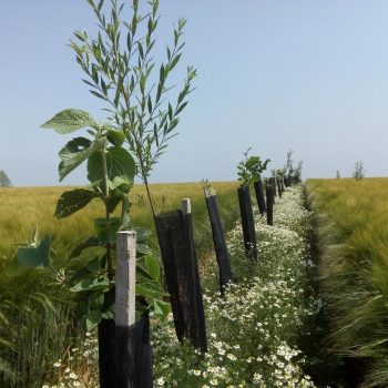 Floraison de matricaires sur la ligne d’arbres