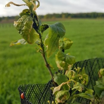 Infection de pucerons sur fusains