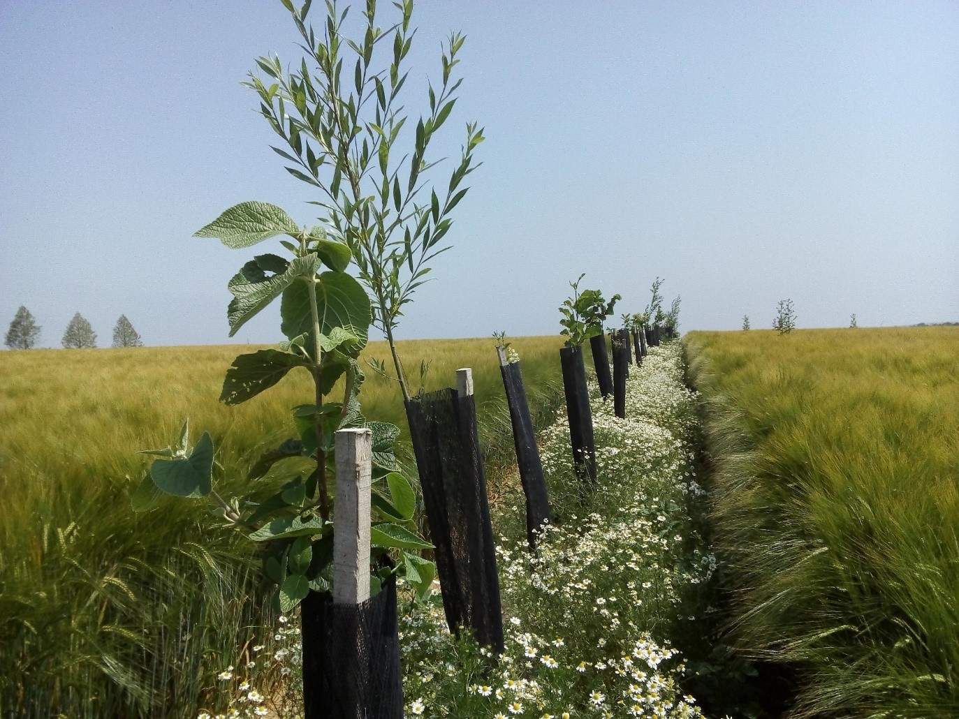 Floraison de matricaires sur la ligne d’arbres