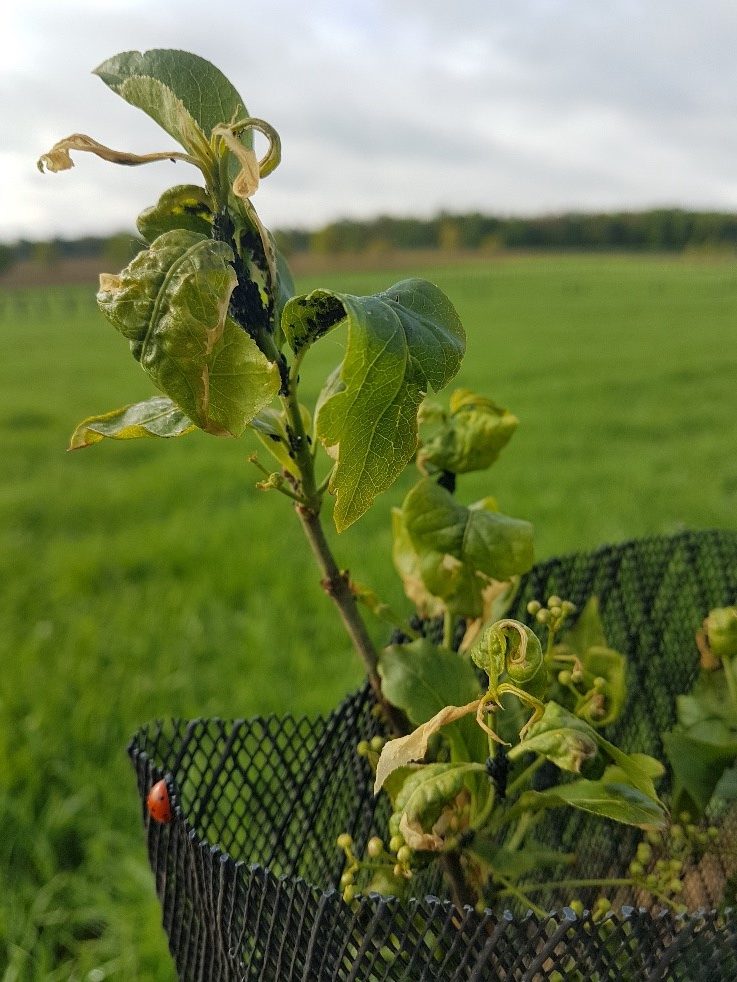 Infection de pucerons sur fusains