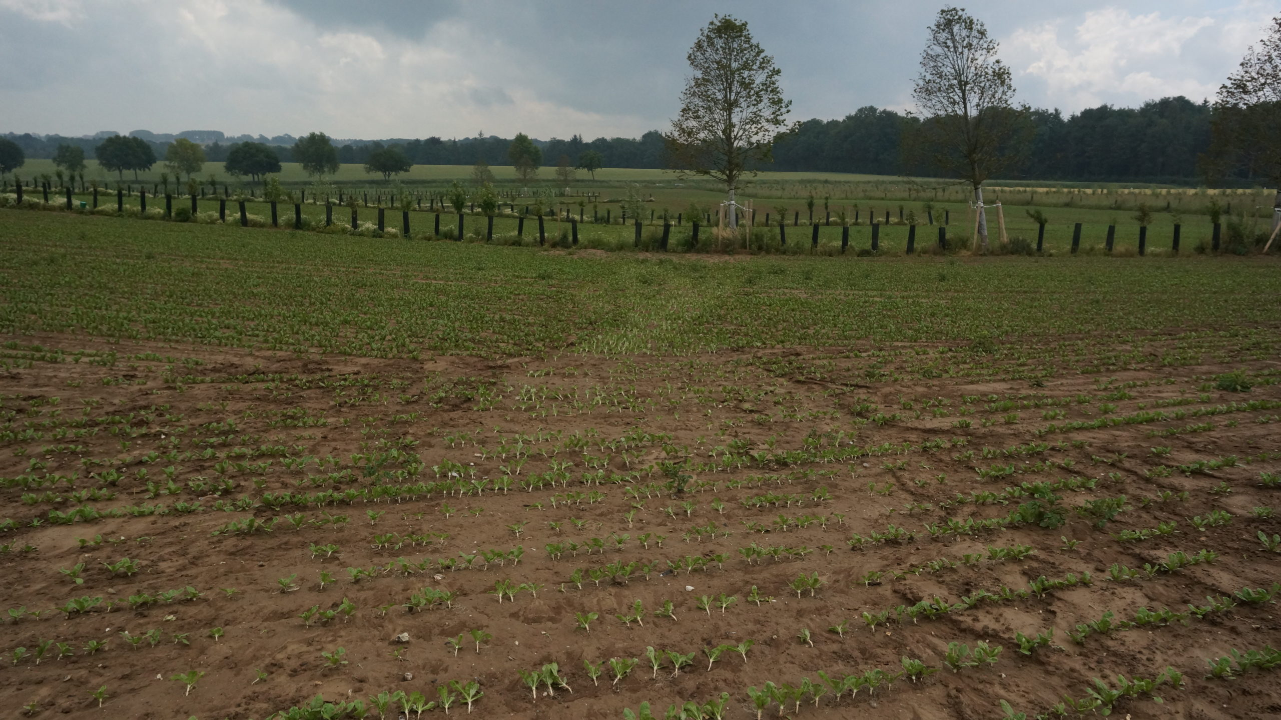 Erosion sur culture d'endive