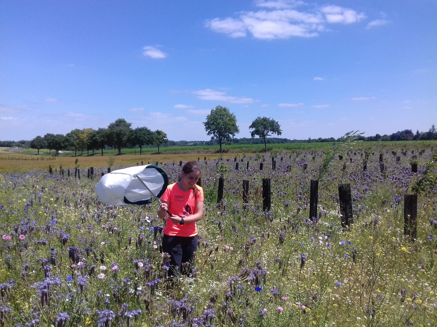 Fauchage des insectes volants