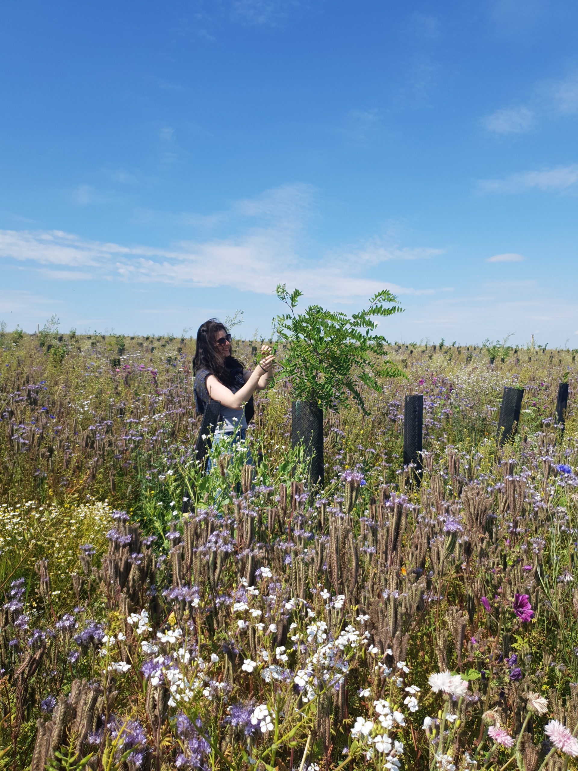 Biodiversité végétale dans les témoins forestiers