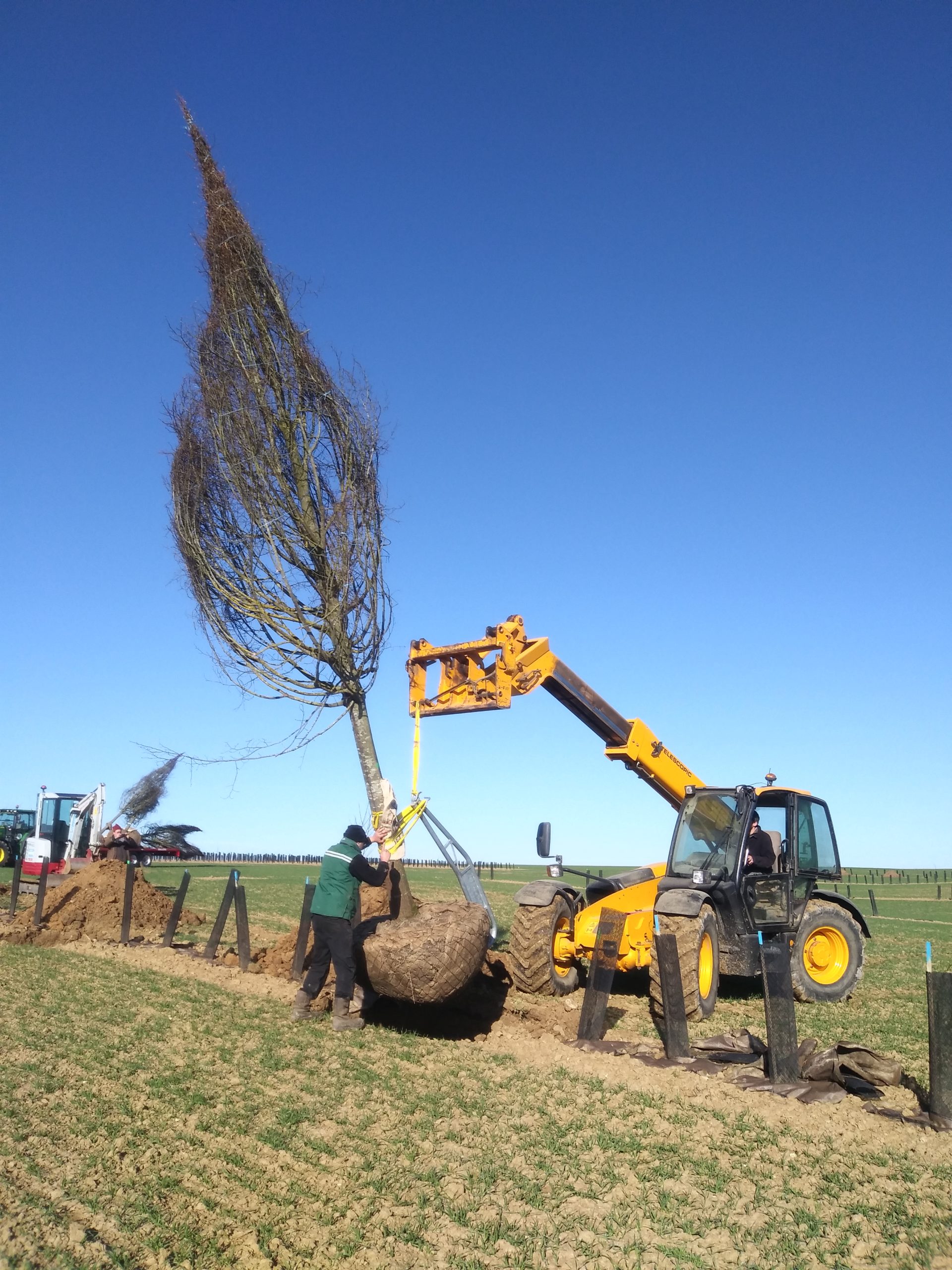 Plantation de tilleuls âgés de 25 ans (Avril 2019)